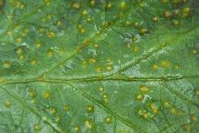 Image related to Raspberry (Rubus spp.)-Yellow Rust