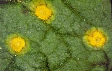 Image related to Raspberry (Rubus spp.)-Yellow Rust