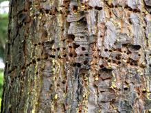 Image related to Recognizing Sapsucker Damage on your Trees