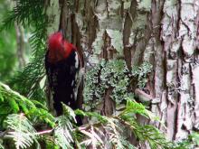 Image related to Recognizing Sapsucker Damage on your Trees