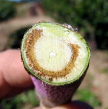 Image related to Redbud (Cercis spp.)-Verticillium Wilt