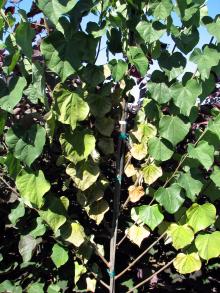 Image related to Redbud (Cercis spp.)-Verticillium Wilt