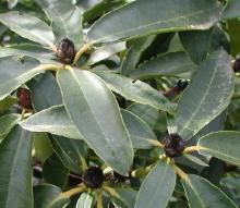 Image related to Rhododendron-Bud Blight