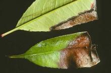 Image related to Rhododendron-Gray Blight