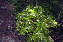 Image related to Rhododendron-Leaf and Flower Gall