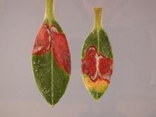 Image related to Rhododendron-Leaf Spot