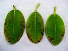 Image related to Rhododendron-Necrotic Ringspot