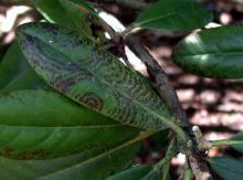 Image related to Rhododendron-Necrotic Ringspot