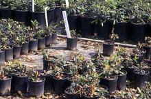 Image related to Rhododendron-Phytophthora Blight and Dieback