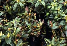 Image related to Rhododendron-Phytophthora blight and dieback