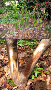 Image related to Rhododendron-Phytophthora Root Rot