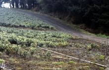 Image related to Rhododendron-Phytophthora Root Rot