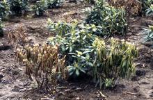 Field planted Rhododendron plants