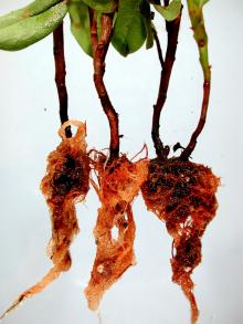 Image related to Rhododendron-Phytophthora Root Rot