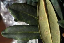 3 rhododendron leaves