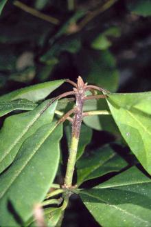 Image related to Rhododendron-Ramorum Leaf Blight and Shoot Dieback