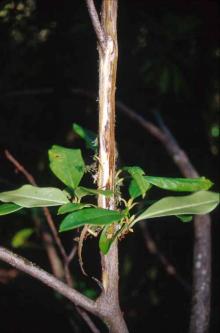 Image related to Rhododendron-Ramorum Leaf Blight and Shoot Dieback