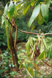 Image related to Rhododendron-Ramorum Leaf Blight and Shoot Dieback