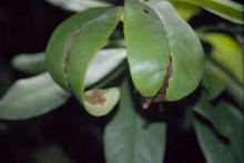 Image related to Rhododendron-Ramorum Leaf Blight and Shoot Dieback