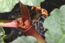 Image related to Rhubarb (Rheum rhabarbarum)-Gray Mold