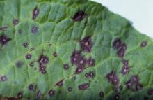 Image related to Rhubarb (Rheum rhabarbarum)-Leaf Spots