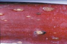 Image related to Rhubarb (Rheum rhabarbarum)-Leaf Spots