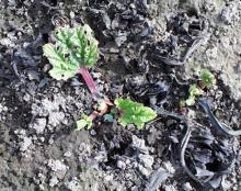 Image related to Rhubarb (Rheum rhabarbarum)-Red Leaf