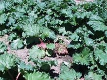 Image related to Rhubarb (Rheum rhabarbarum)-Red Leaf