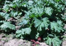 Image related to Rhubarb (Rheum rhabarbarum)-Red Leaf