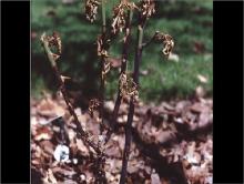 Image related to Rose (Rosa spp.) and hybrids-Bacterial Cane Blight