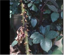 Image related to Rose (Rosa spp.) and hybrids-Bacterial Cane Blight