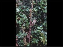 Image related to Rose (Rosa spp.) and hybrids-Bacterial Cane Blight