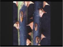 Image related to Rose (Rosa spp.) and hybrids-Bacterial Cane Blight