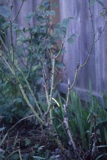 Defoliated rose plant