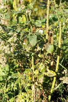 Defoliated rose plant