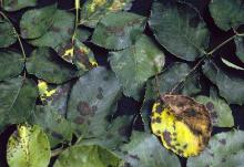 Several leaves with black spot