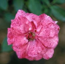 Image related to Rose (Rosa spp.) and hybrids-Botrytis Bud and Twig Blight