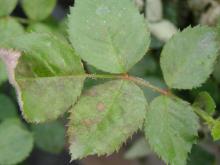 Image related to Rose (Rosa spp.) and hybrids-Downy Mildew