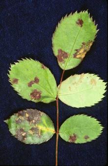 Image related to Rose (Rosa spp.) and hybrids-Downy Mildew