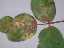 Image related to Rose (Rosa spp.) and hybrids-Downy Mildew