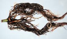 photo of Rose (Rosa spp.) and hybrids-Phytophthora Root Rot 