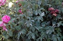 Image related to Rose (Rosa spp.) and hybrids-Powdery Mildew