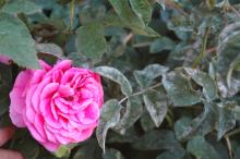 Image related to Rose (Rosa spp.) and hybrids-Powdery Mildew