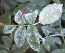 Image related to Rose (Rosa spp.) and hybrids-Powdery Mildew