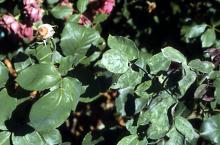 Image related to Rose (Rosa spp.) and hybrids-Powdery Mildew