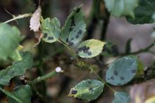 Spots on leaves