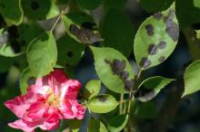 Lesions on leaf