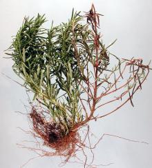 Image related to Rosemary (Rosmarinus officinalis)-Botrytis Stem Canker