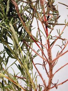 Image related to Rosemary (Rosmarinus officinalis)-Botrytis Stem Canker