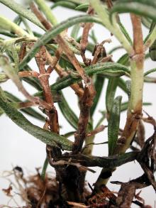 Image related to Rosemary (Rosmarinus officinalis)-Botrytis Stem Canker